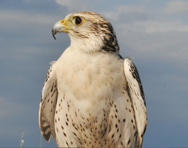 Horus Falcon 荷魯斯Ultramarinum超海洋手表-復刻表